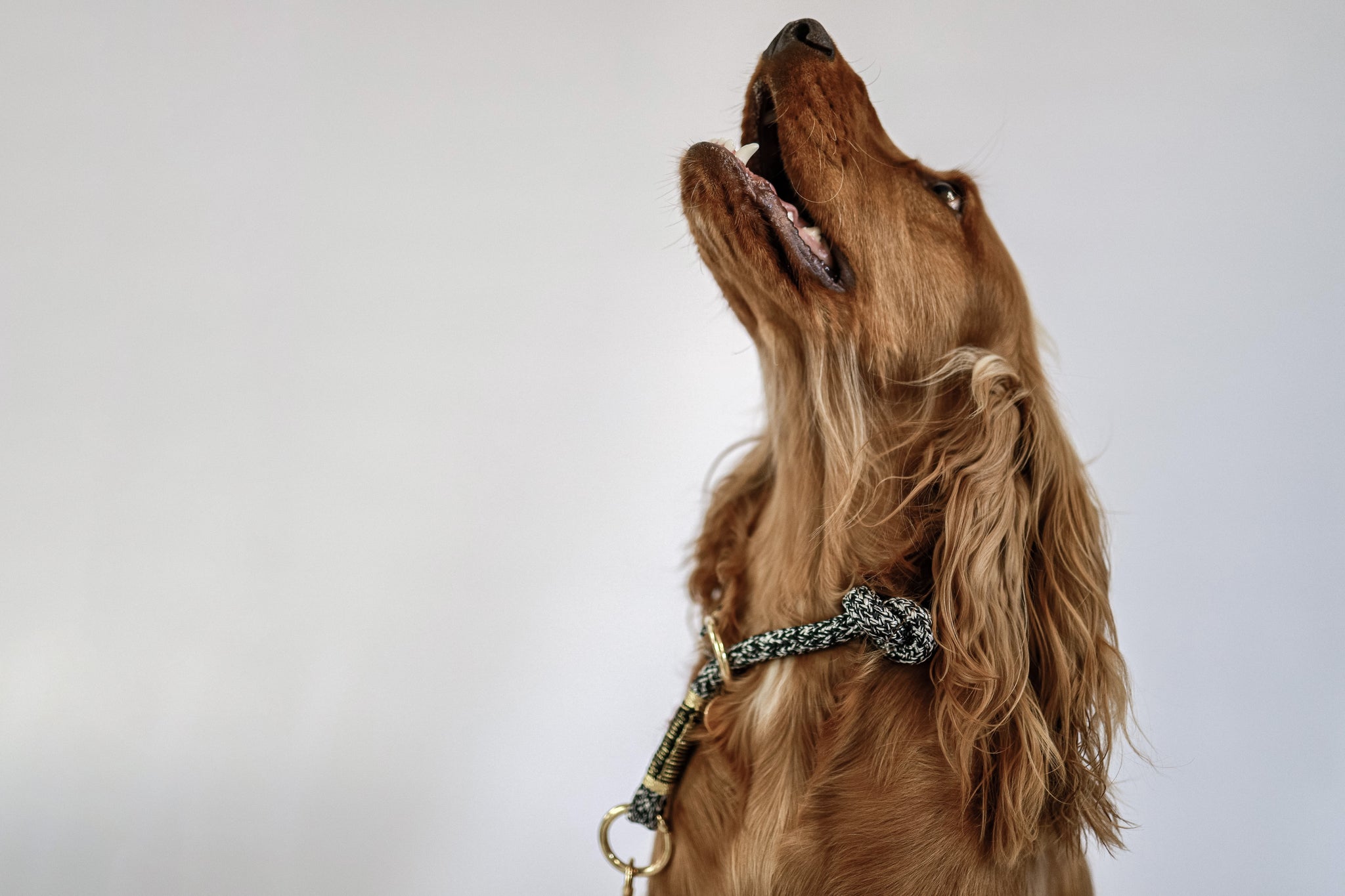 Dog collar sales choker fashion