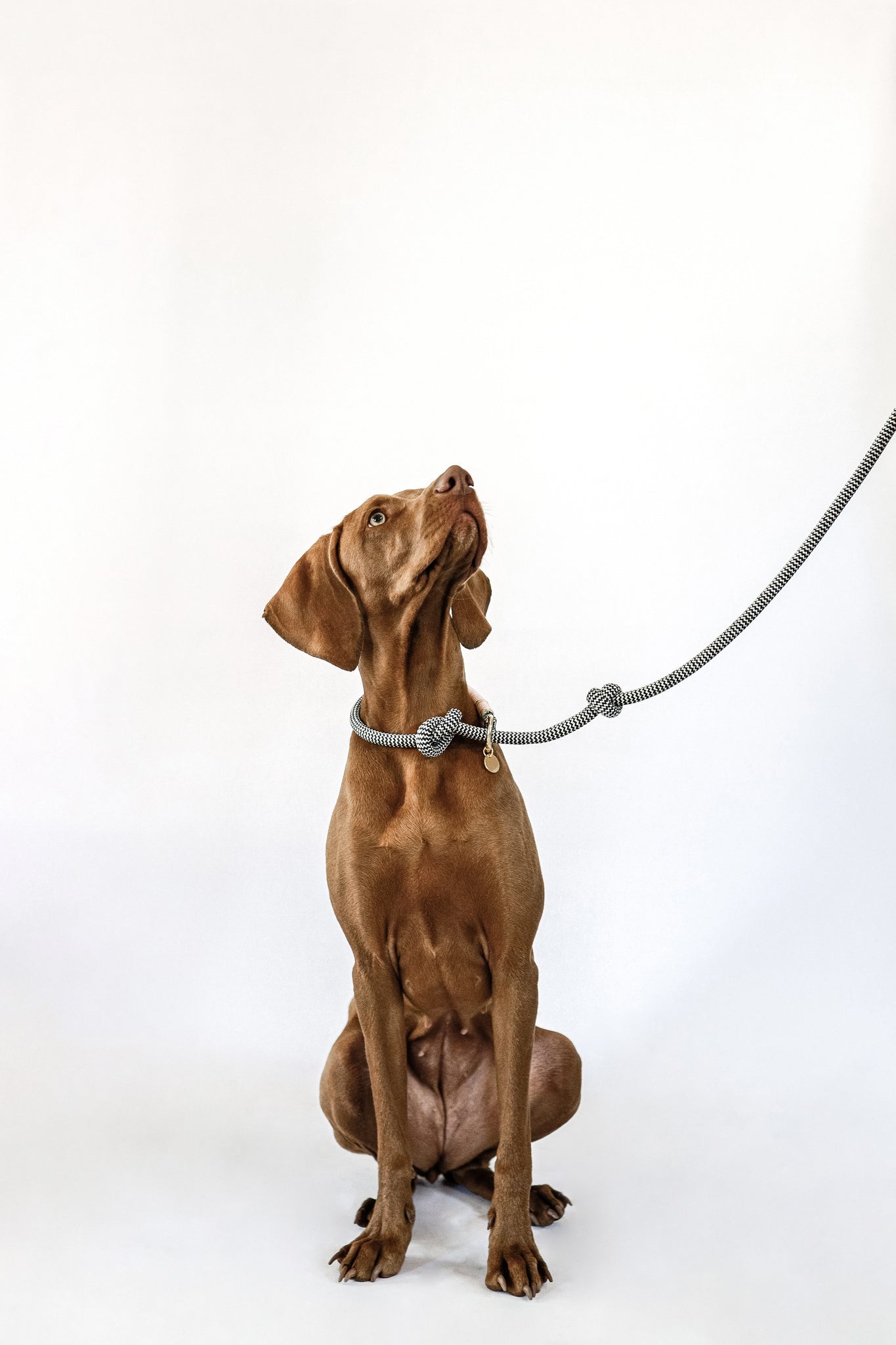 Loop slip sales dog leash